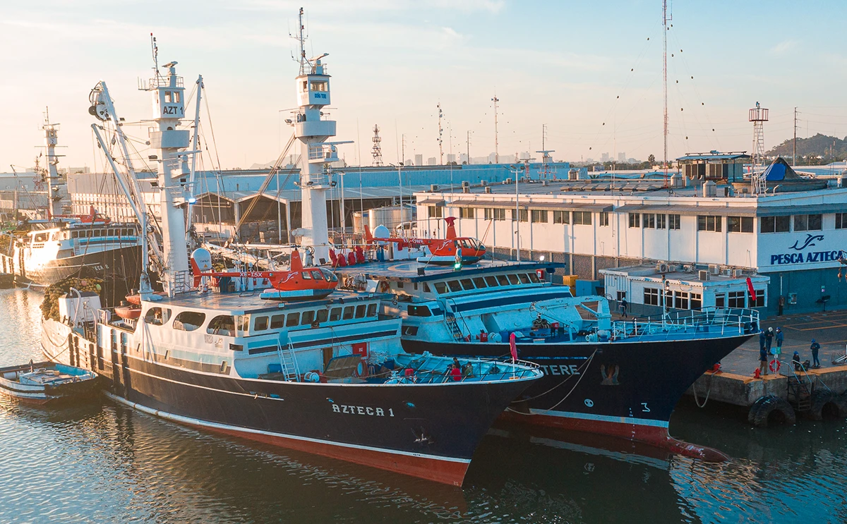 Su importancia económica es indiscutible ya que entre las 96 naciones productoras, sumando a México con Sinaloa a la cabeza, alcanzan el 20 por ciento de la producción de pesca marina mundial.