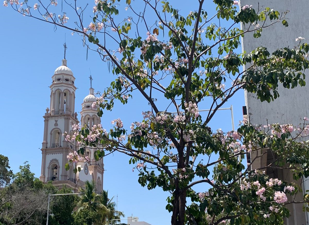 Las calles de Culiacán se pintan de rosa y amarillo gracias a los árboles de amapa (Tabebuia rosea), especie endémica de la región.