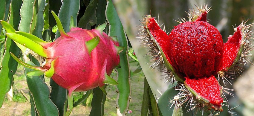 La pitahaya tiene una cáscara exterior rosada o amarilla con protuberancias que se asemejan a escamas de dragón, de ahí su apodo.